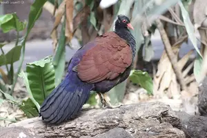 Discover the Pheasant Pigeon: Rare, Enigmatic Bird of New Guinea's Tropical Forests - image 0