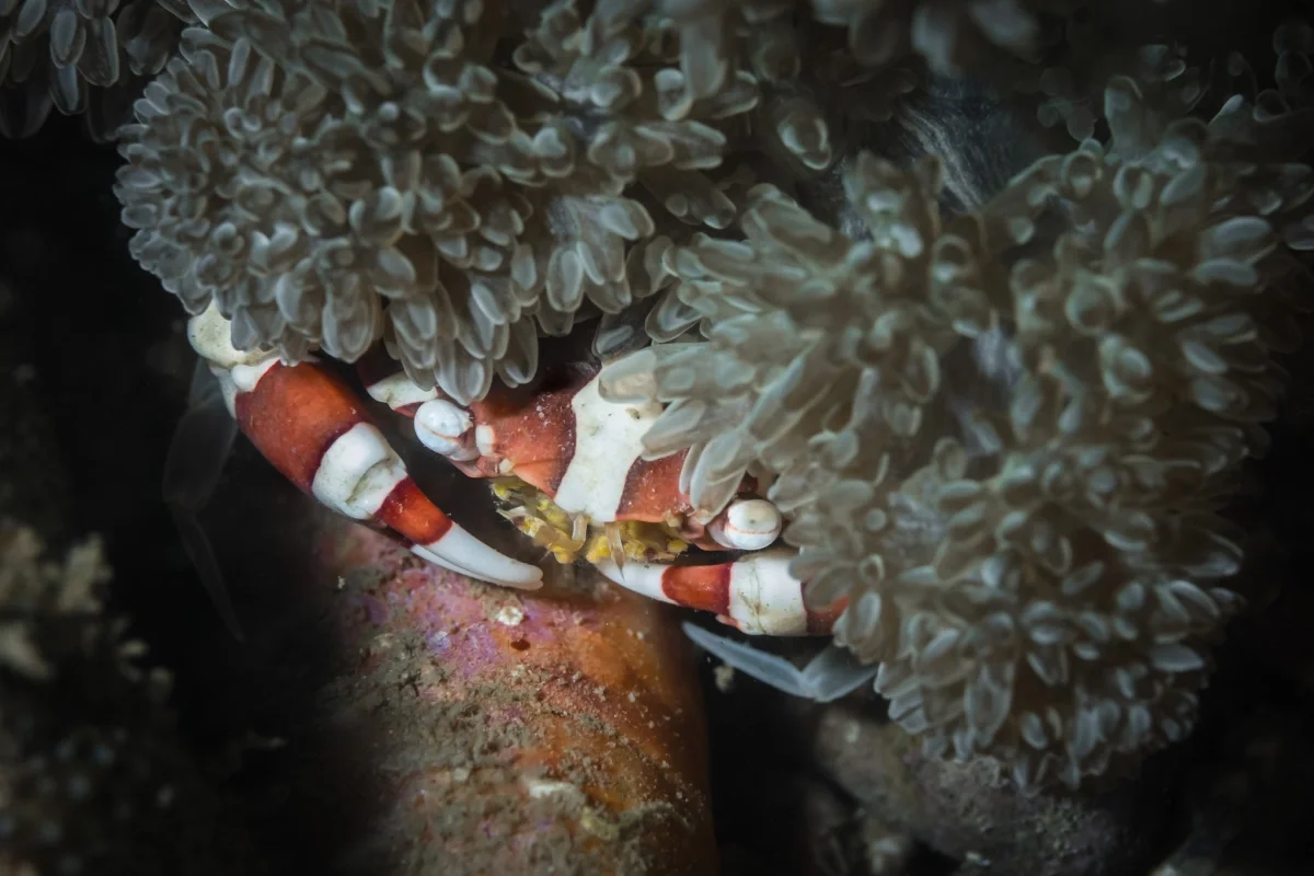 Discovering the Hidden Marine Wonders of Van Phong Bay: A Deep Dive into Biodiversity