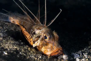Discovering the Hidden Marine Wonders of Van Phong Bay: A Deep Dive into Biodiversity - image 8