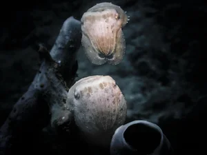 Discovering the Hidden Marine Wonders of Van Phong Bay: A Deep Dive into Biodiversity - image 11