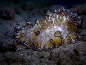 Discovering the Hidden Marine Wonders of Van Phong Bay: A Deep Dive into Biodiversity - image 4