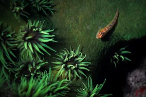Discovering the Hidden Marine Wonders of Van Phong Bay: A Deep Dive into Biodiversity - image 3