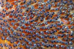 Discovering the Hidden Marine Wonders of Van Phong Bay: A Deep Dive into Biodiversity - image 7