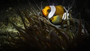 Discovering the Hidden Marine Wonders of Van Phong Bay: A Deep Dive into Biodiversity - image 5