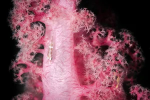 Discovering the Hidden Marine Wonders of Van Phong Bay: A Deep Dive into Biodiversity - image 6