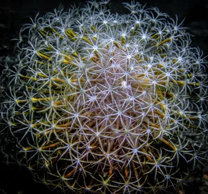 Discovering the Hidden Marine Wonders of Van Phong Bay: A Deep Dive into Biodiversity - image 2