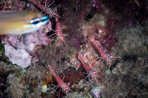 Discovering the Hidden Marine Wonders of Van Phong Bay: A Deep Dive into Biodiversity - image 1