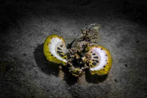Discovering the Hidden Marine Wonders of Van Phong Bay: A Deep Dive into Biodiversity - image 9