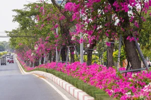 Vibrant Bougainvillea Season in Vung Tau: Exploring the Floral Beauty of Vietnam’s Scenic Coastal City - image 8