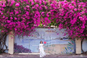 Vibrant Bougainvillea Season in Vung Tau: Exploring the Floral Beauty of Vietnam’s Scenic Coastal City - image 1