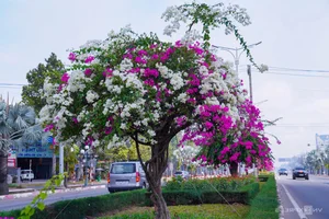 Vibrant Bougainvillea Season in Vung Tau: Exploring the Floral Beauty of Vietnam’s Scenic Coastal City - image 4