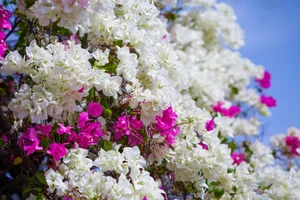 Vibrant Bougainvillea Season in Vung Tau: Exploring the Floral Beauty of Vietnam’s Scenic Coastal City - image 0