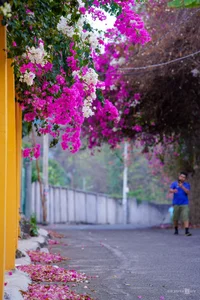 Vibrant Bougainvillea Season in Vung Tau: Exploring the Floral Beauty of Vietnam’s Scenic Coastal City - image 5