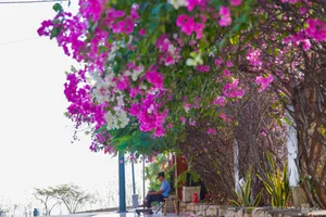 Vibrant Bougainvillea Season in Vung Tau: Exploring the Floral Beauty of Vietnam’s Scenic Coastal City - image 3