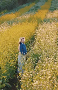 Moc Chau Yellow Mustard Season: A Muse in the Early Winter Highlands - image 0