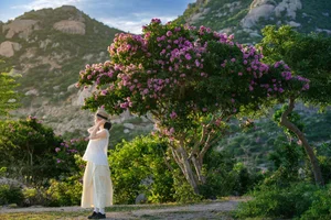 Experience the Stunning Purple Bloom of Giant Crape Myrtles at Mui Dinh This Summer - image 1