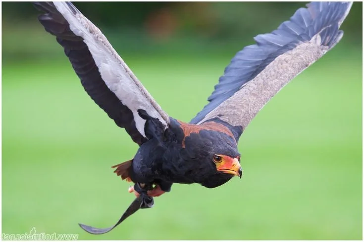Meet the Bateleur: Africa’s Most Striking Red-Faced Raptor and Master of the Skies