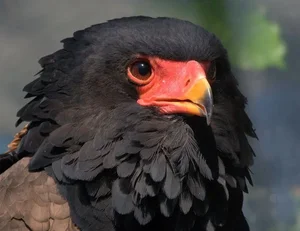 Meet the Bateleur: Africa’s Most Striking Red-Faced Raptor and Master of the Skies - image 2