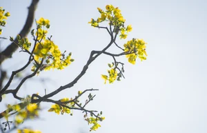 Golden Apricot Blossoms at Hue Imperial City: Experience the Vibrant Spring Spirit and Cultural Heritage of Vietnam’s Ancient Capital - image 0