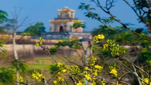Golden Apricot Blossoms at Hue Imperial City: Experience the Vibrant Spring Spirit and Cultural Heritage of Vietnam’s Ancient Capital - image 3