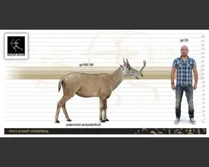Unbelievable! Synthetoceras: The Hoofed Animal with the Strangest Horns Ever Existed - image 5