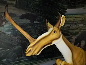 Unbelievable! Synthetoceras: The Hoofed Animal with the Strangest Horns Ever Existed - image 3