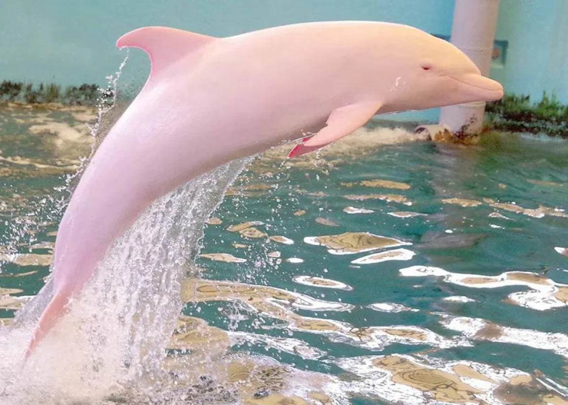 Top 8 Stunning Albino Animals: Nature's Most Rare and Mesmerizing Creatures