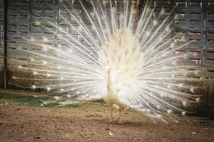 Top 8 Stunning Albino Animals: Nature's Most Rare and Mesmerizing Creatures - image 5