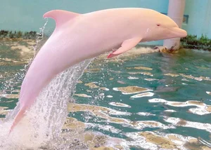 Top 8 Stunning Albino Animals: Nature's Most Rare and Mesmerizing Creatures - image 0
