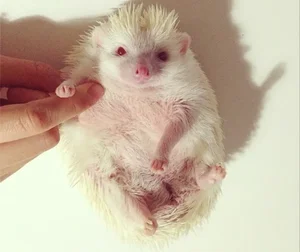 Top 8 Stunning Albino Animals: Nature's Most Rare and Mesmerizing Creatures - image 4