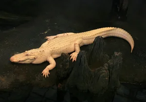 Top 8 Stunning Albino Animals: Nature's Most Rare and Mesmerizing Creatures - image 2