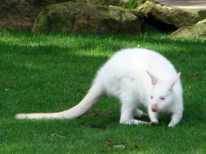 Top 8 Stunning Albino Animals: Nature's Most Rare and Mesmerizing Creatures - image 6