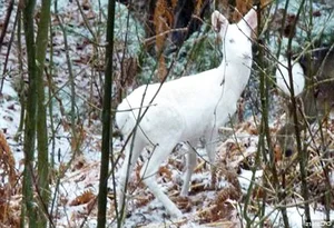 Top 8 Stunning Albino Animals: Nature's Most Rare and Mesmerizing Creatures - image 3