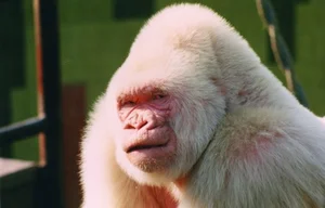 Top 8 Stunning Albino Animals: Nature's Most Rare and Mesmerizing Creatures - image 1
