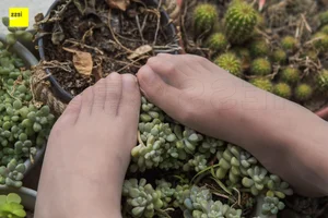 Elegant Chinese Model Wan Ping in IESS Succulent Garden Collection - image 55