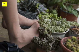 Elegant Chinese Model Wan Ping in IESS Succulent Garden Collection - image 152
