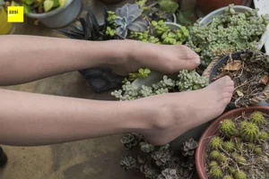 Elegant Chinese Model Wan Ping in IESS Succulent Garden Collection - image 37