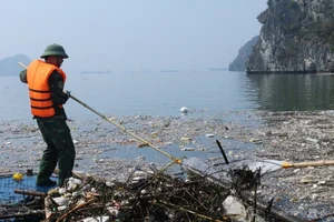 Ha Long Bay Vegetation Ravaged by Typhoon Yagi: Environmental Impact and Recovery - image 2