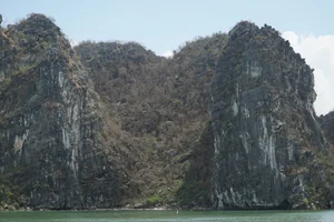 Ha Long Bay Vegetation Ravaged by Typhoon Yagi: Environmental Impact and Recovery - image 0
