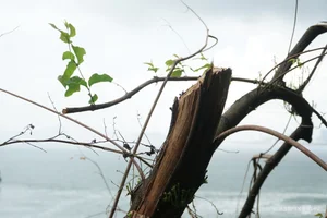 Ha Long Bay Vegetation Ravaged by Typhoon Yagi: Environmental Impact and Recovery - image 8
