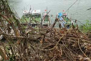 Ha Long Bay Vegetation Ravaged by Typhoon Yagi: Environmental Impact and Recovery - image 5