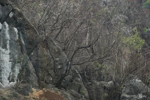 Ha Long Bay Vegetation Ravaged by Typhoon Yagi: Environmental Impact and Recovery - image 1