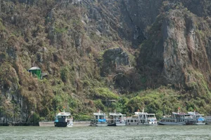 Ha Long Bay Vegetation Ravaged by Typhoon Yagi: Environmental Impact and Recovery - image 3