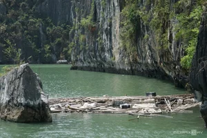 Ha Long Bay Vegetation Ravaged by Typhoon Yagi: Environmental Impact and Recovery - image 6