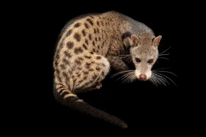 National Geographic Photographers Explore the Wonders of Safari Phu Quoc Wildlife - image 5