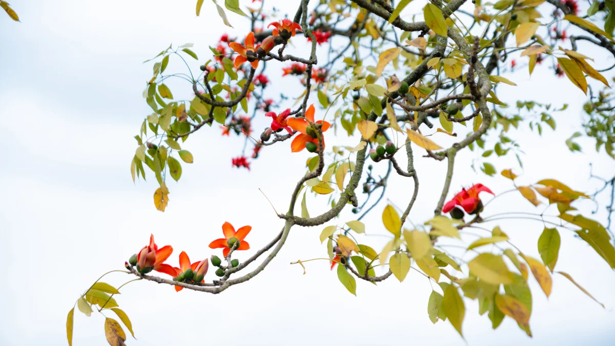 Picturesque Hanoi Countryside During the Red Silk Cotton Flower Season