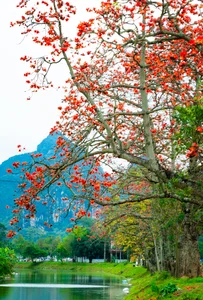 Picturesque Hanoi Countryside During the Red Silk Cotton Flower Season - image 8