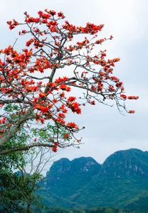 Picturesque Hanoi Countryside During the Red Silk Cotton Flower Season - image 3