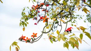 Picturesque Hanoi Countryside During the Red Silk Cotton Flower Season - image 0