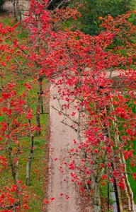 Picturesque Hanoi Countryside During the Red Silk Cotton Flower Season - image 1